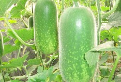 怀仁最近网红大瓜 正能量,传递美好，共筑和谐